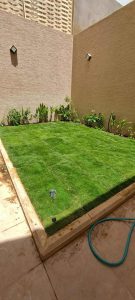 زراعة أشجار بالرياض